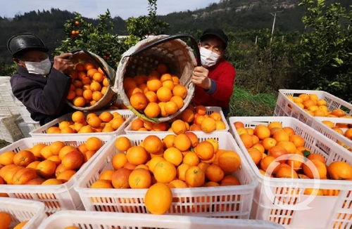 重慶特產(chǎn)戰(zhàn)疫① 重慶農(nóng)特產(chǎn)品集中 觸網(wǎng) ,與企業(yè)建立 一對一 保姆式服務